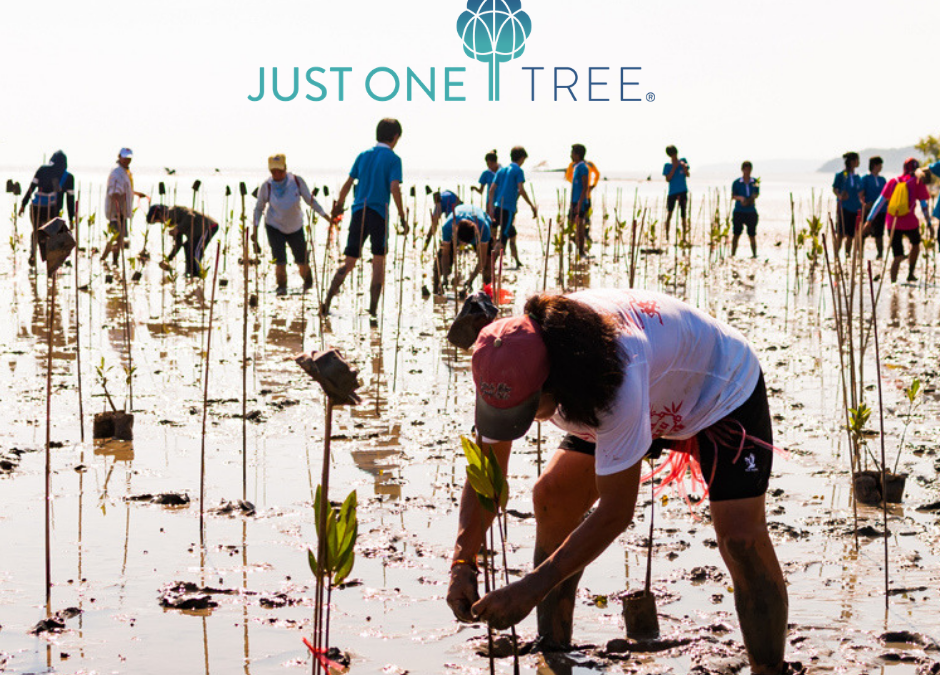 Photograph of a group of people planting trees in a mangrove as part of our Just One Tree project